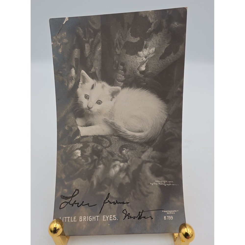Vintage Black And White Kitten Postcard Photo 5.5" X 3.5" Postmark 1907